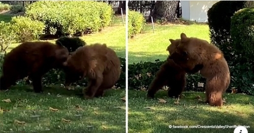 Polizisten ließen zwei süße kleine Bären im Hof spielen: Ihre Bärenmutter war in der Gegend